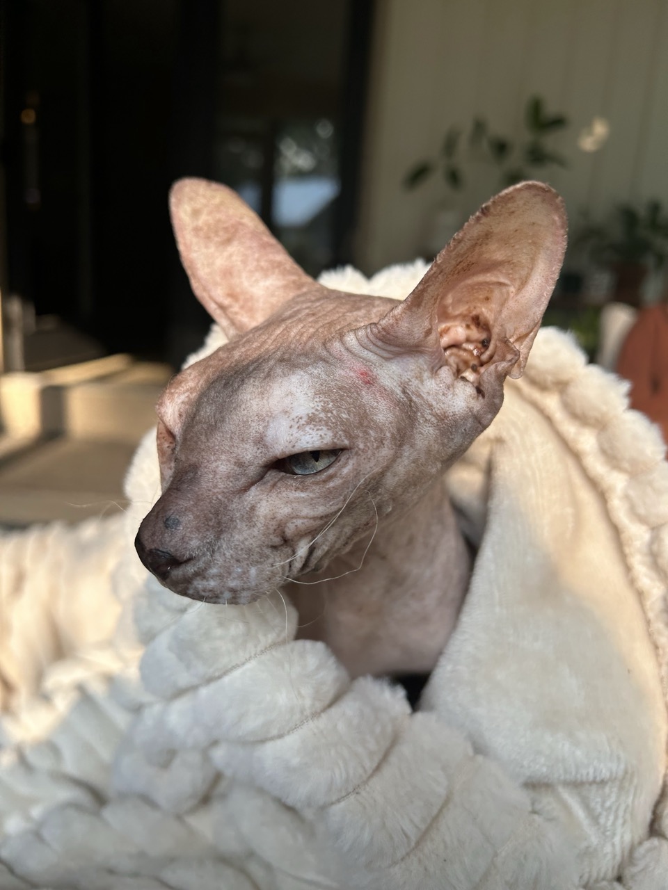 Pixie, our sphynx cat, bundled to her chin in a fluffy cream blanket
