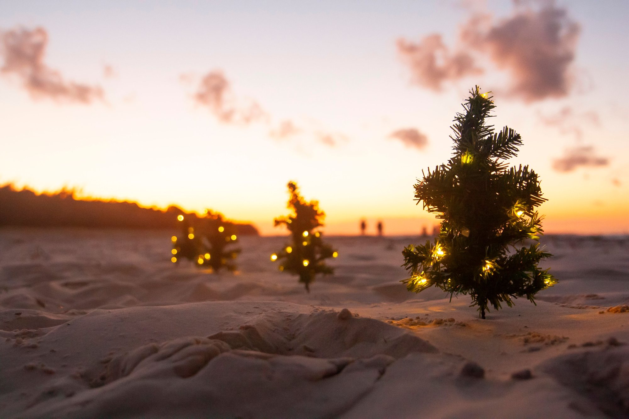 Tiny lit Christmas trees planted in beach sand at sunset