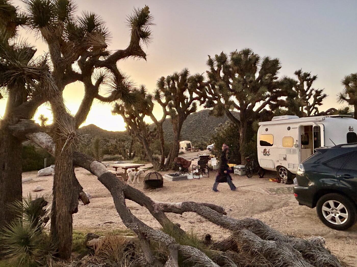 Joshua Tree.