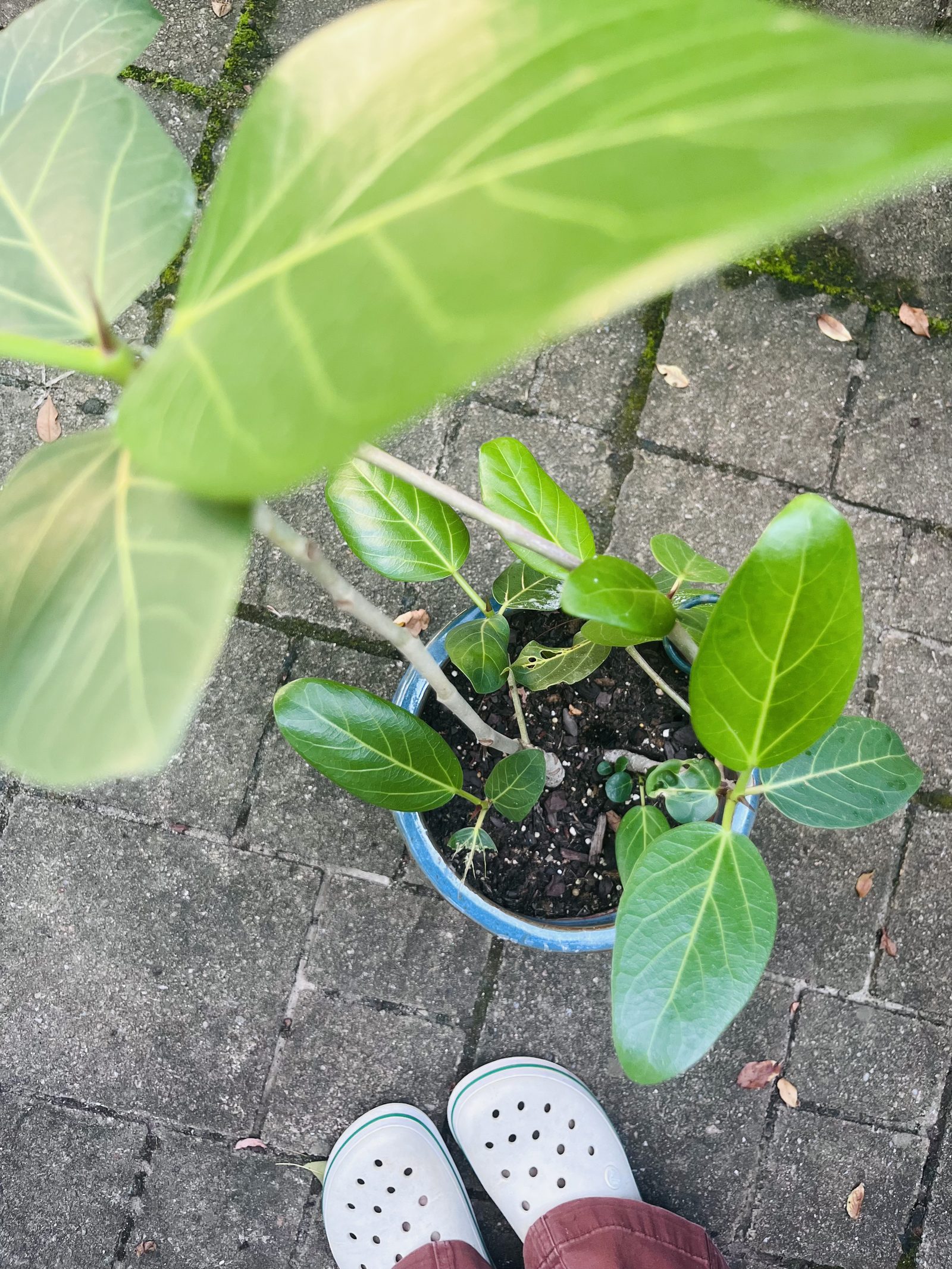 The plant, recovered, full of new leaves on the back patio.