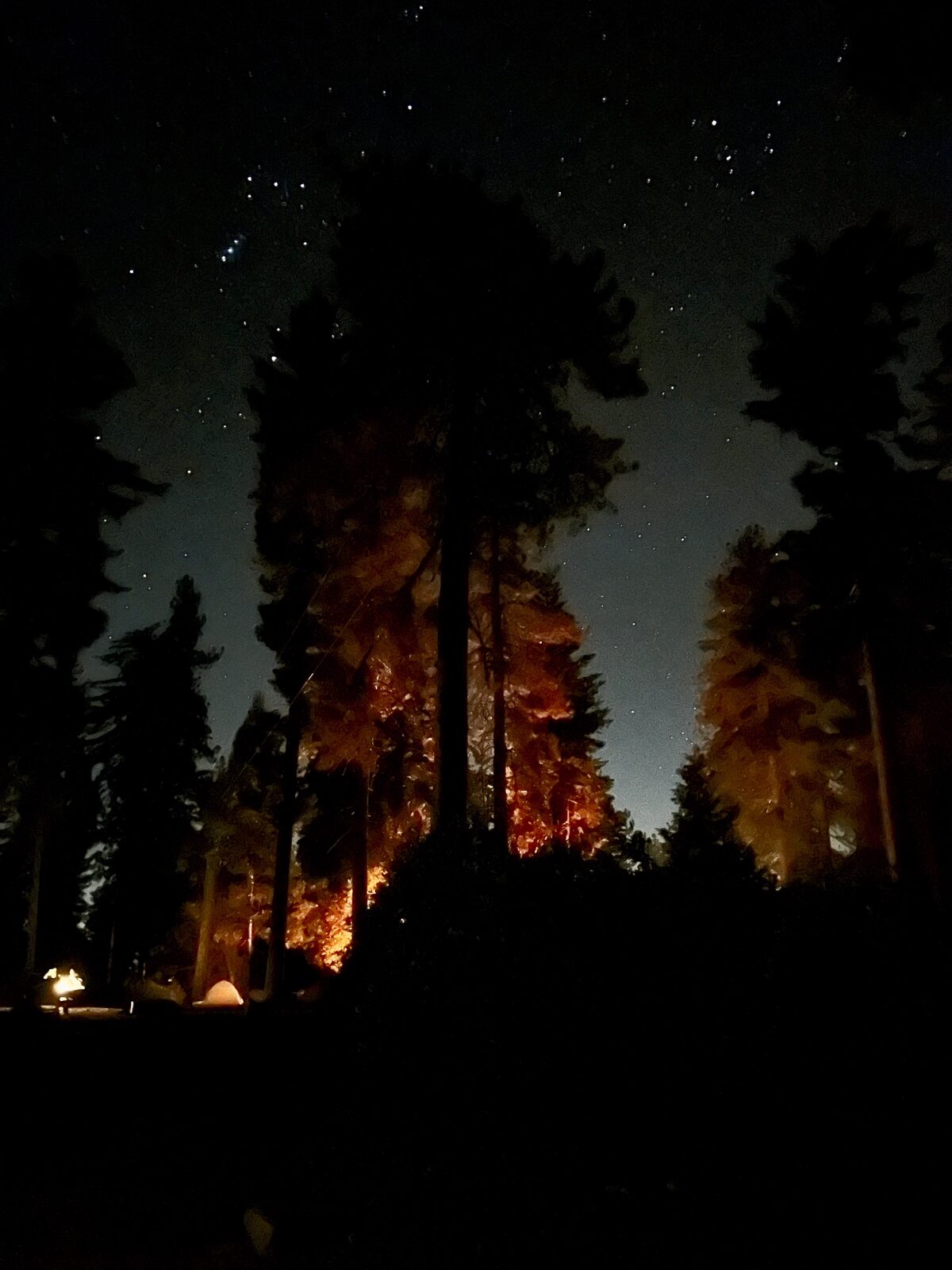 Sequoia.